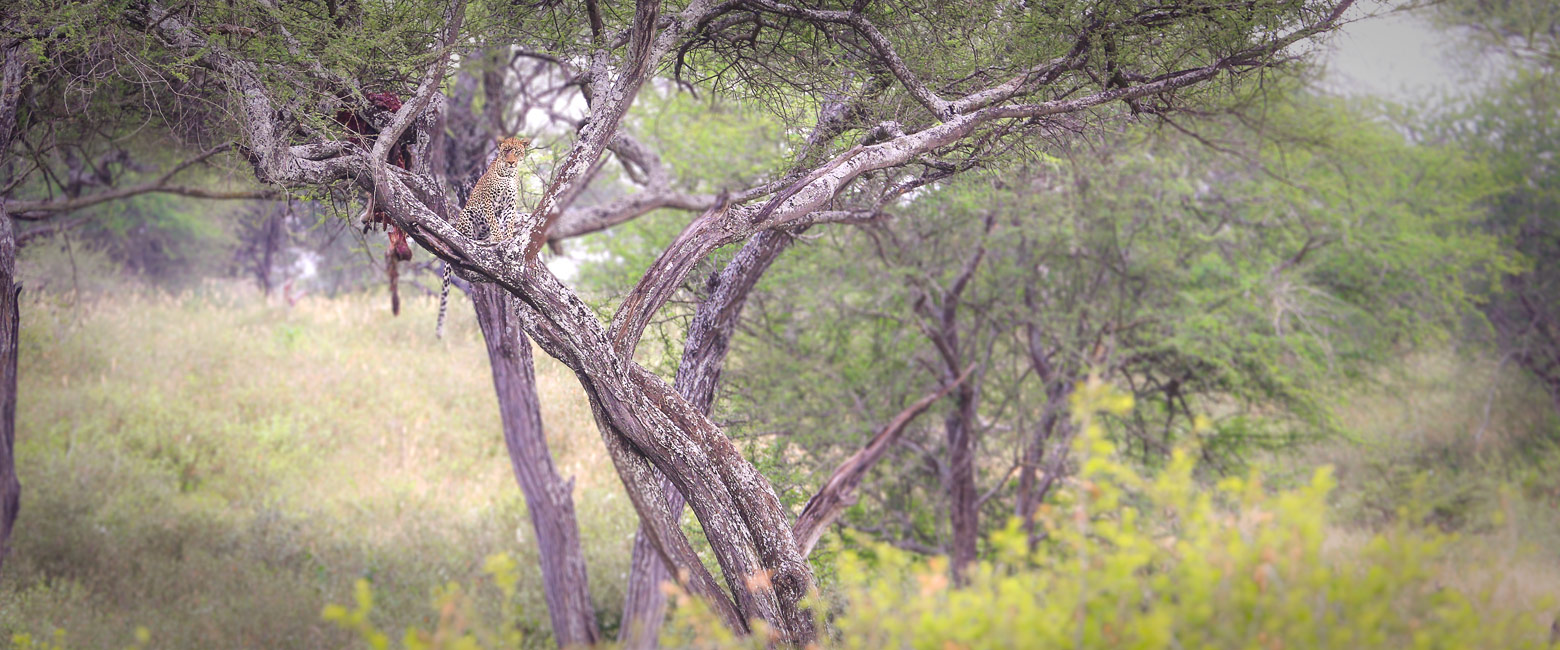 let us know your thoughts about Tanzania and we will help you create the perfect safari
