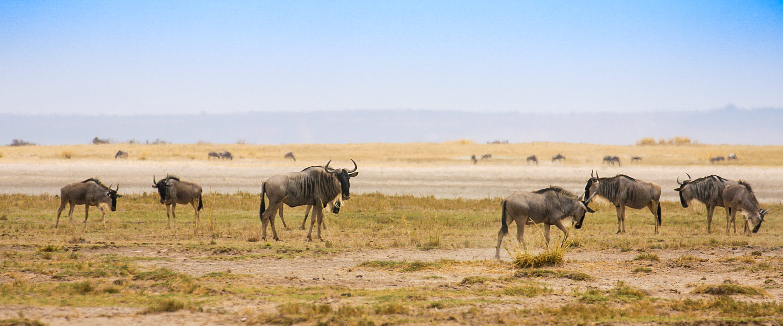 let us know your thoughts about Tanzania and we will make sure to deliver the perfect safari