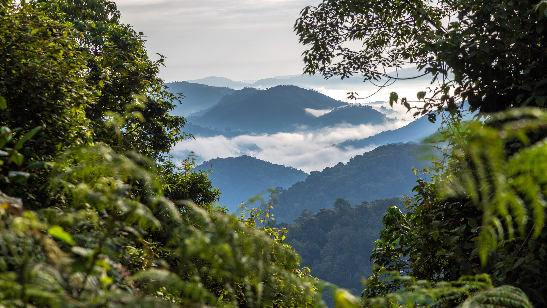 Gorilla tracking in Bwindi Forest