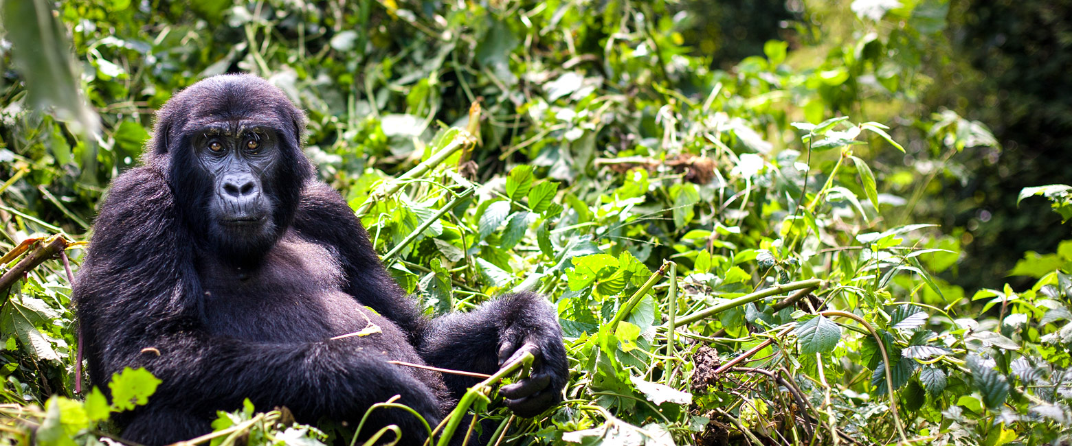 is one of the best locations for tracking mountain gorillas