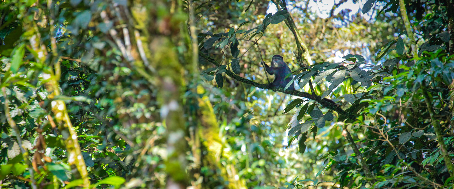 let us know your thoughts about Uganda and we will help you create the perfect safari