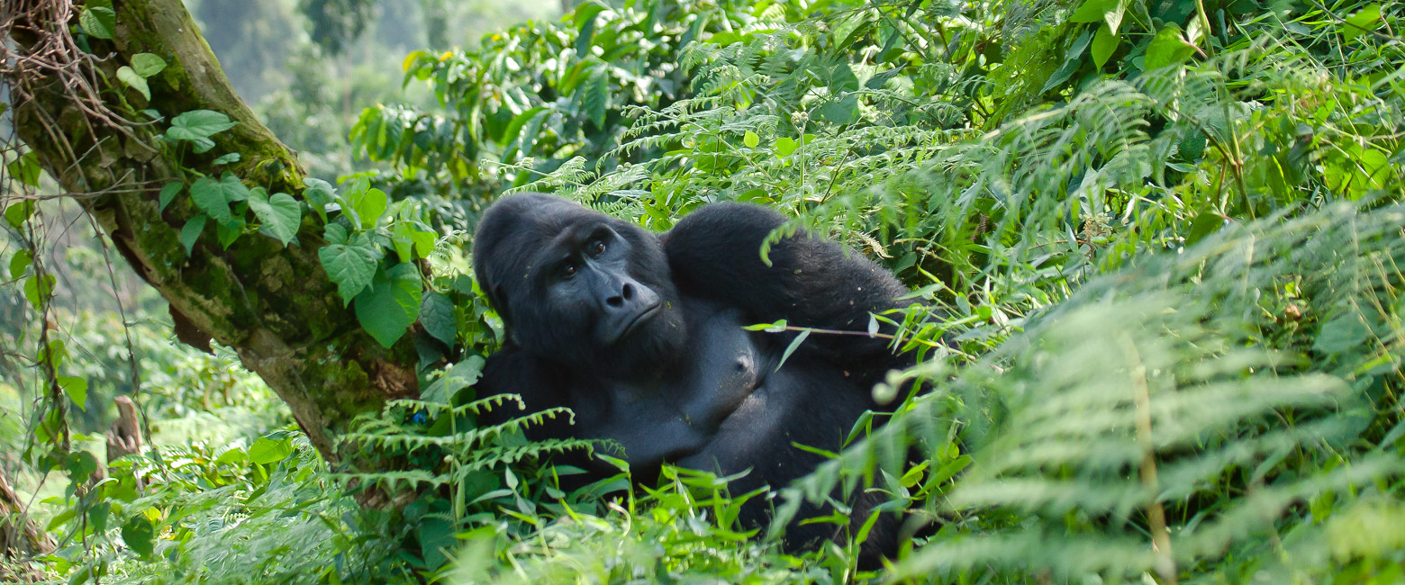 let us know your thoughts about Uganda and we will help you create the perfect safari 