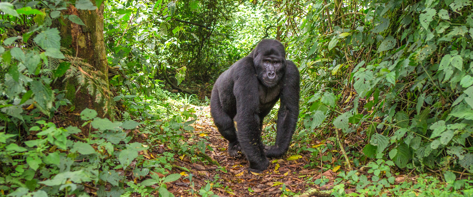 let us know your thoughts about Uganda and we will help you create the perfect safari 