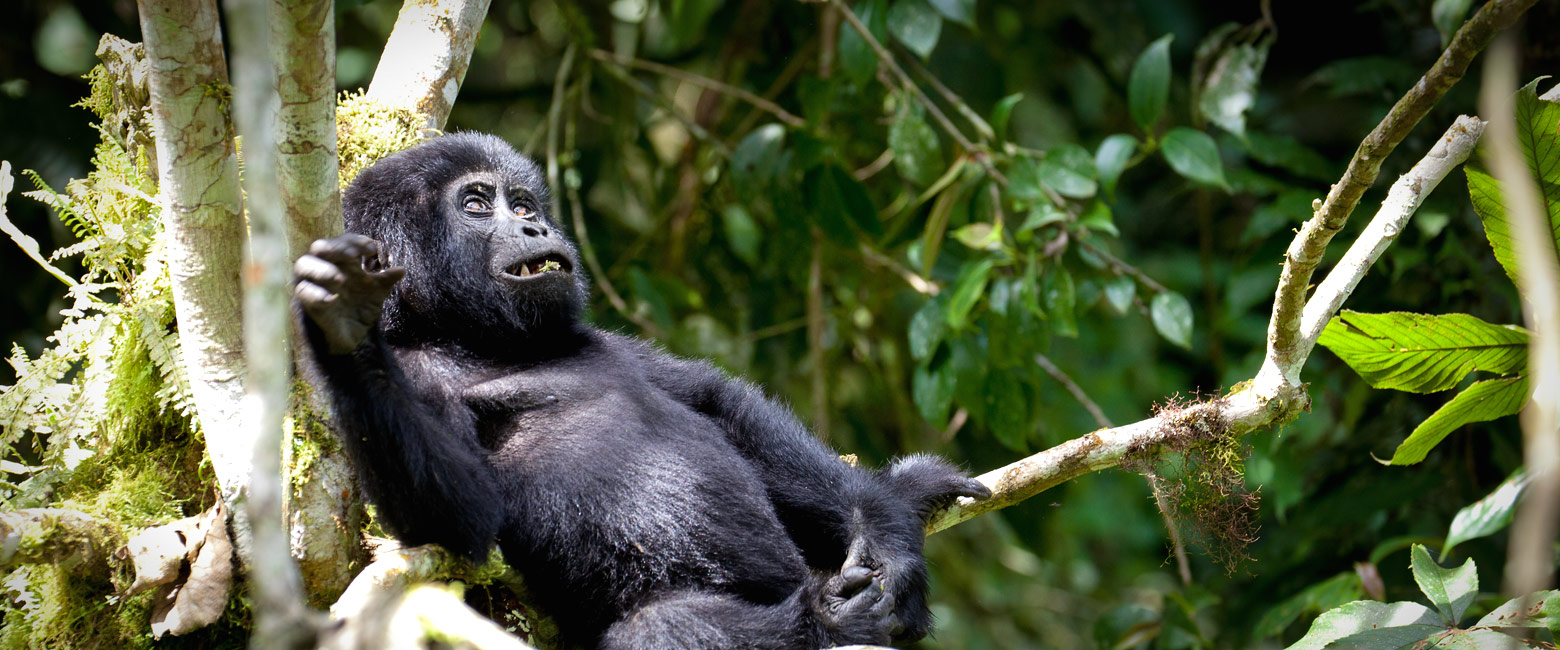 let us know your thoughts about Uganda and we will make sure to deliver the perfect safari