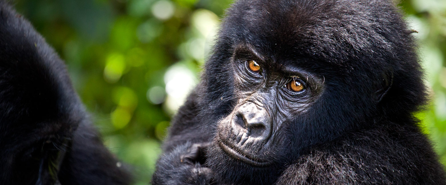 let us know your thoughts about Uganda and we will help you create the perfect safari 