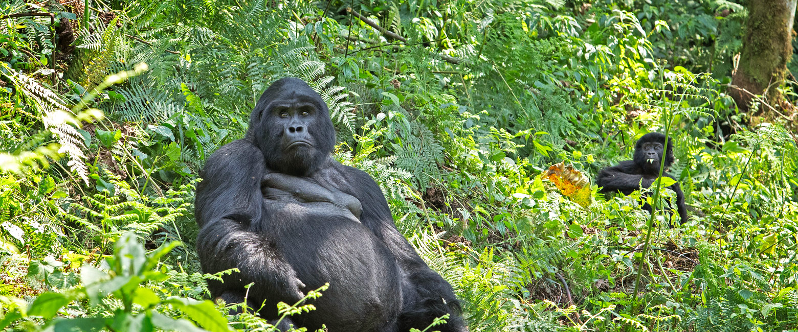 let us know your thoughts about Uganda and we will help you create the perfect safari