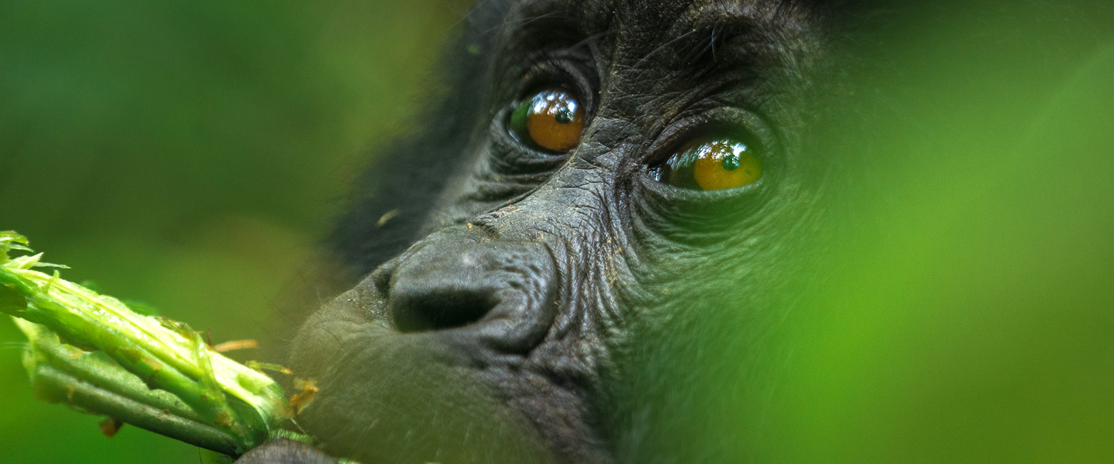 let us know your thoughts about Uganda and we will help you create the perfect safari