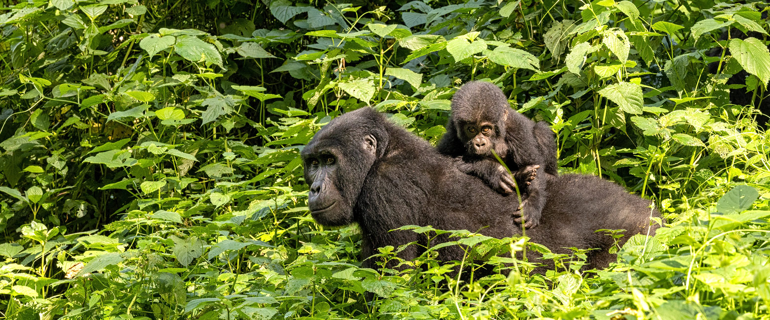 let us know your thoughts about Uganda and we will help you create the perfect safari 