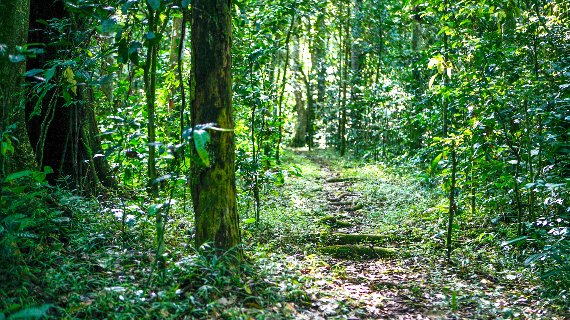 Chimpanzee tracking in Kibale Forest