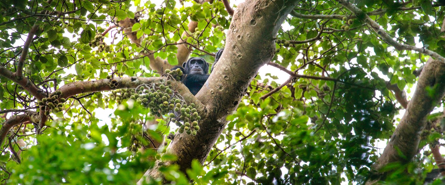 let us know your thoughts about Uganda and we will help you create the perfect safari 