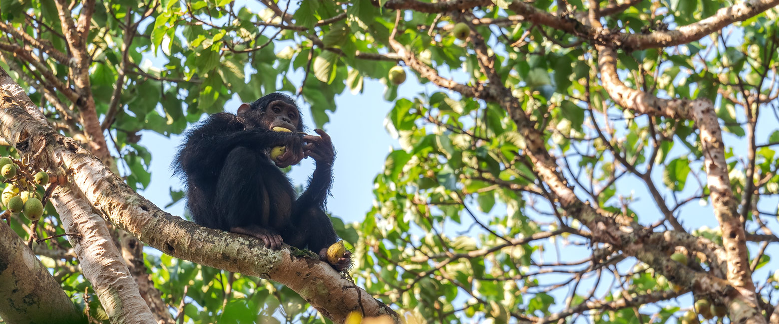 let us know your thoughts about Uganda and we will make sure to deliver the perfect safari 