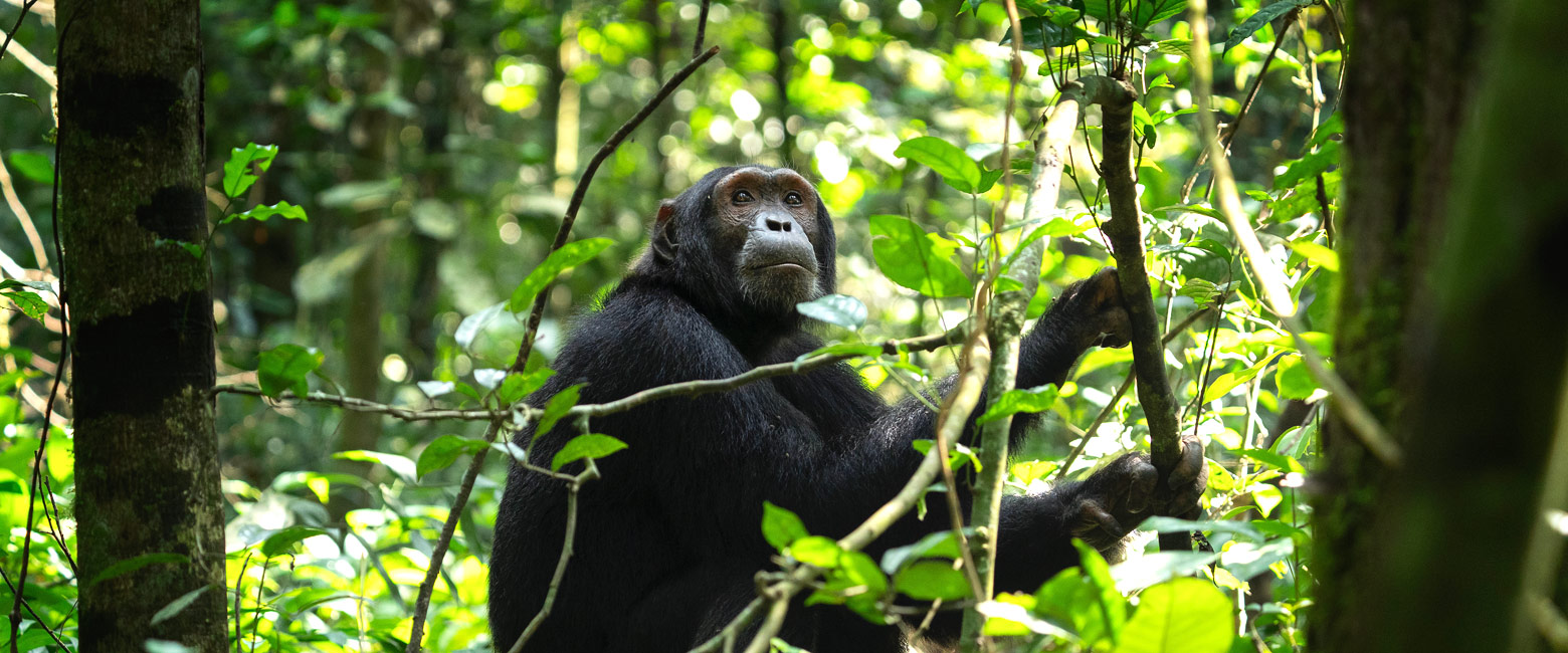 let us know your thoughts about Uganda and we will make sure to deliver the perfect safari