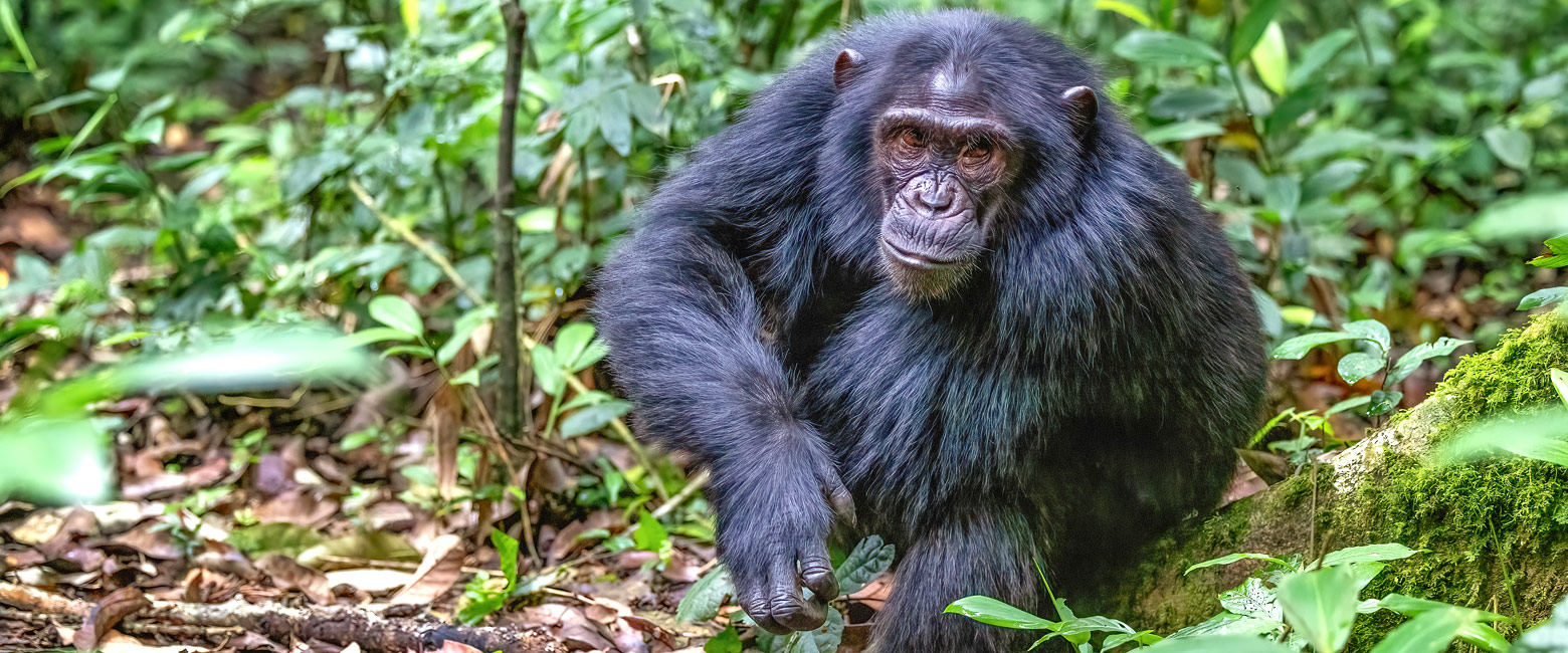 let us know your thoughts about Uganda and we will help you create the perfect safari