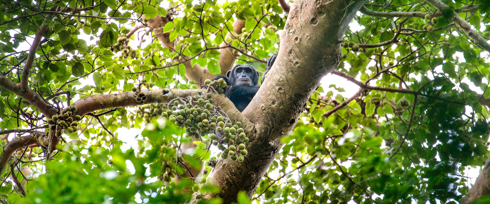 let us know your thoughts about Uganda and we will help you create the perfect safari