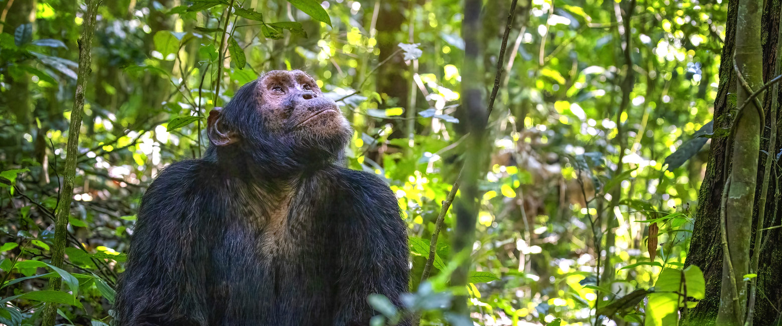 let us know your thoughts about Uganda and we will make sure to deliver the perfect safari 