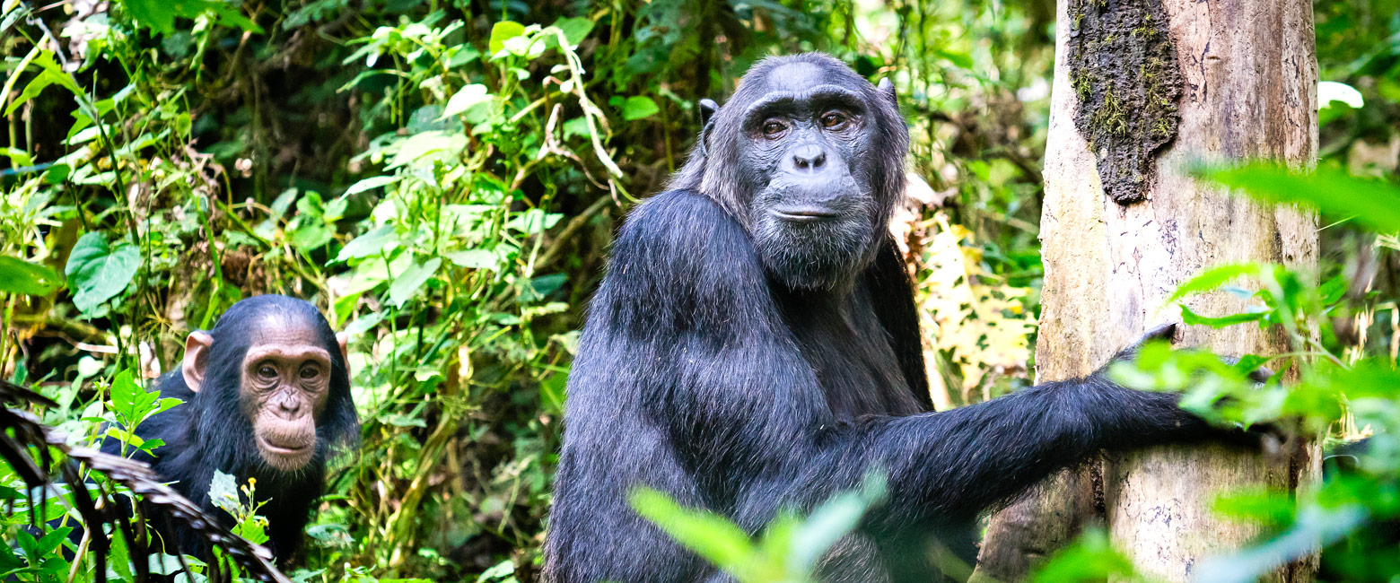 let us know your thoughts about Uganda and we will help you create the perfect safari
