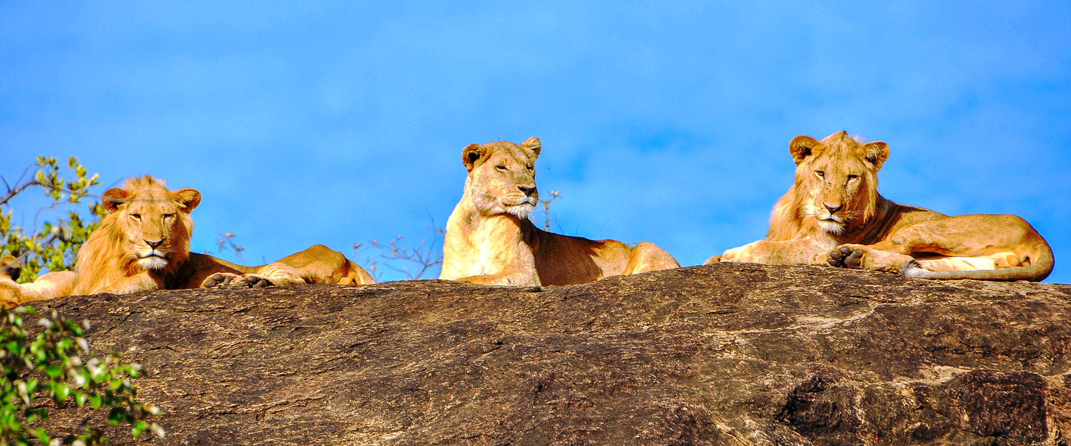 let us know your thoughts about Uganda and we will help you create the perfect safari