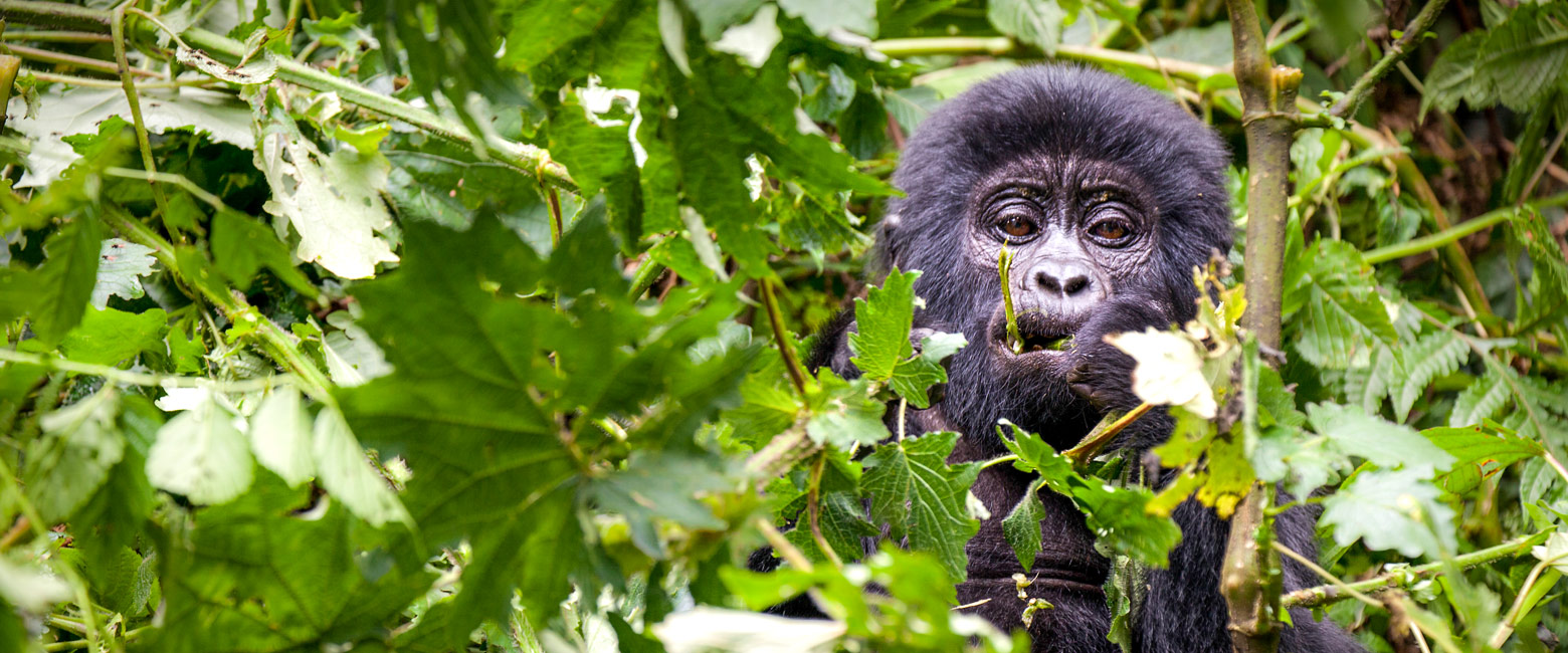 let us know your thoughts about Uganda and we will help you create the perfect safari