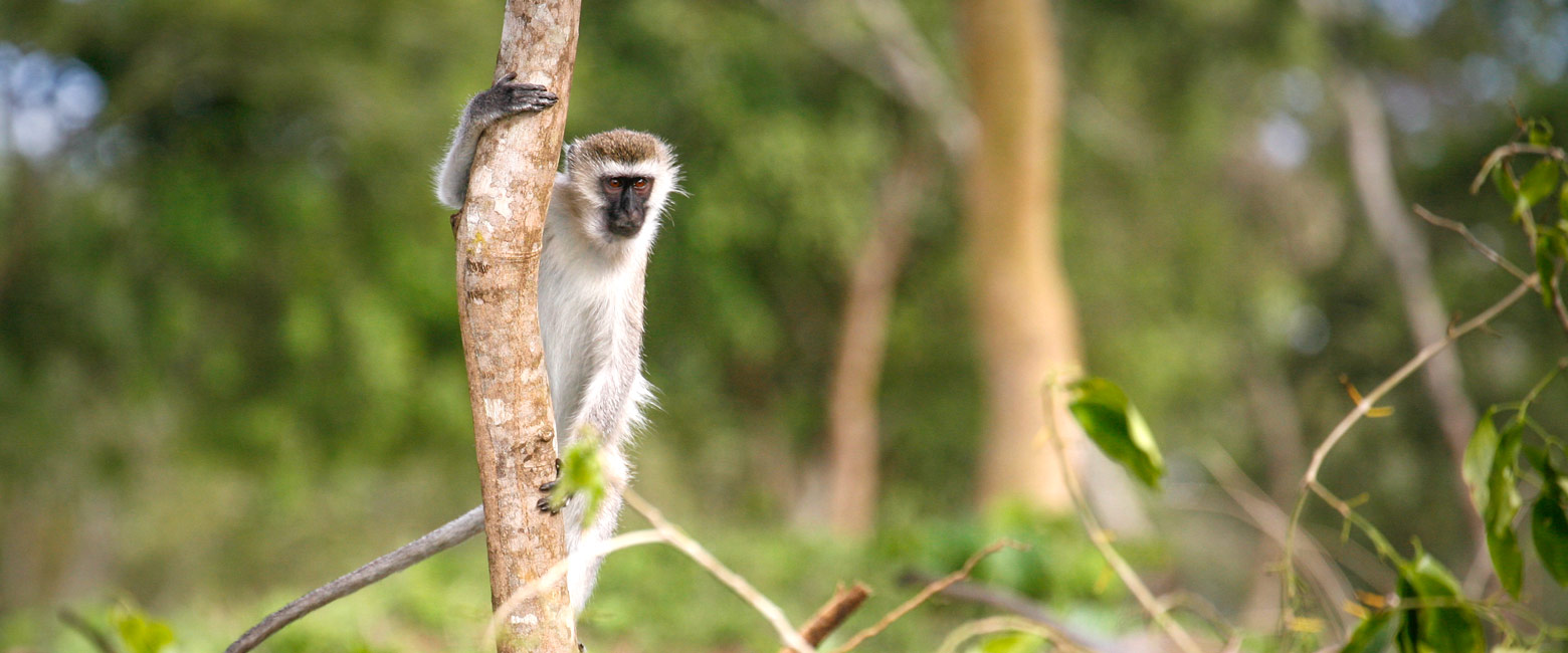 let us know your thoughts about Uganda and we will help you create the perfect safari 