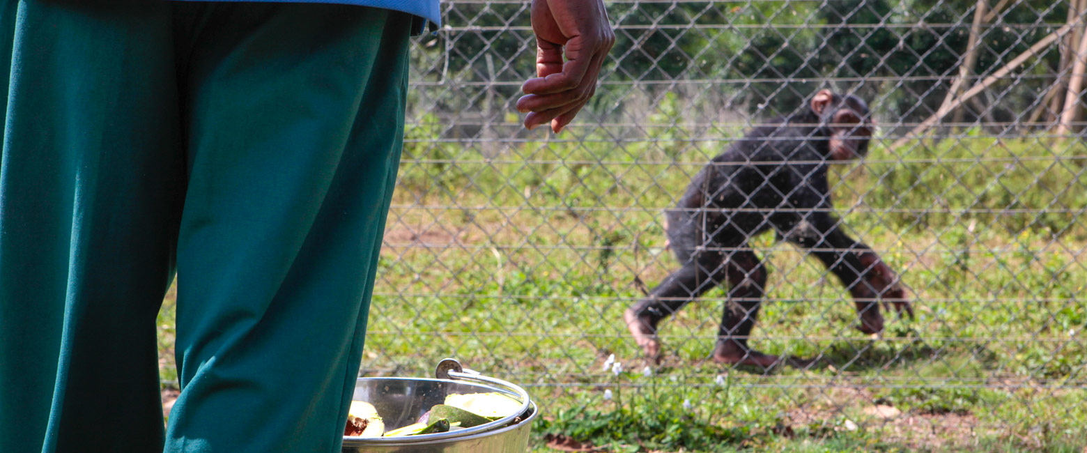 let us know your thoughts about Uganda and we will help you create the perfect safari 