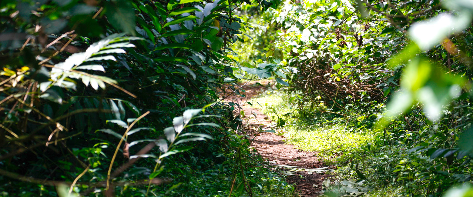 let us know your thoughts about Uganda and we will help you create the perfect safari