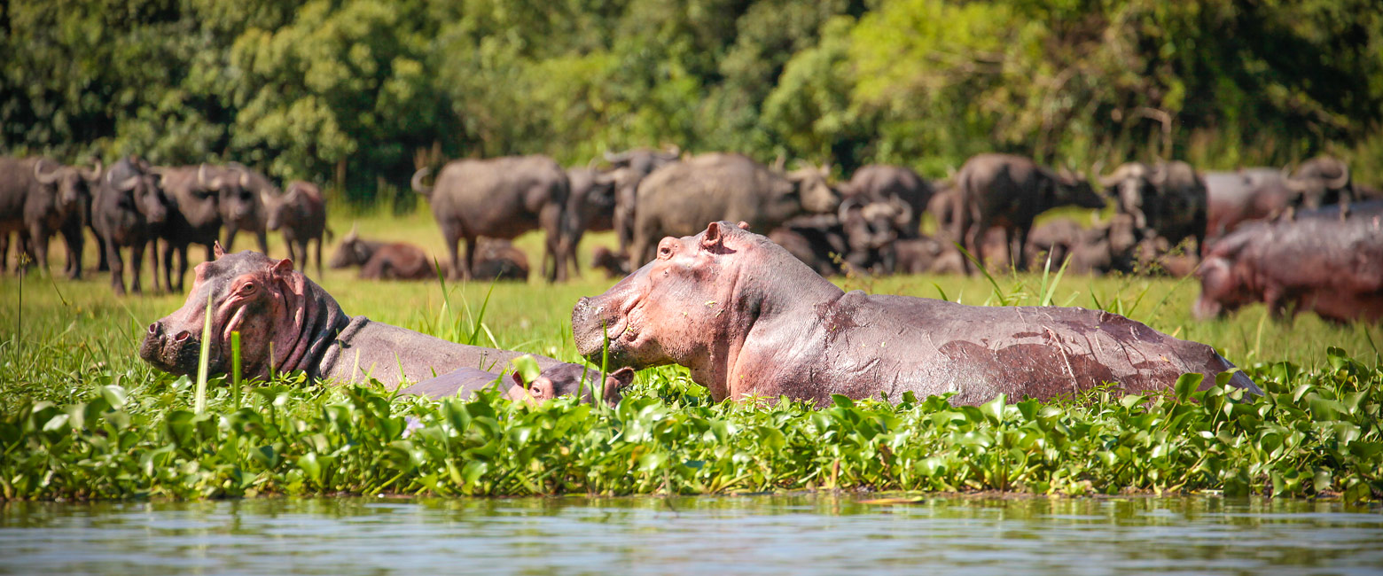let us know your thoughts about Uganda and we will help you create the perfect safari