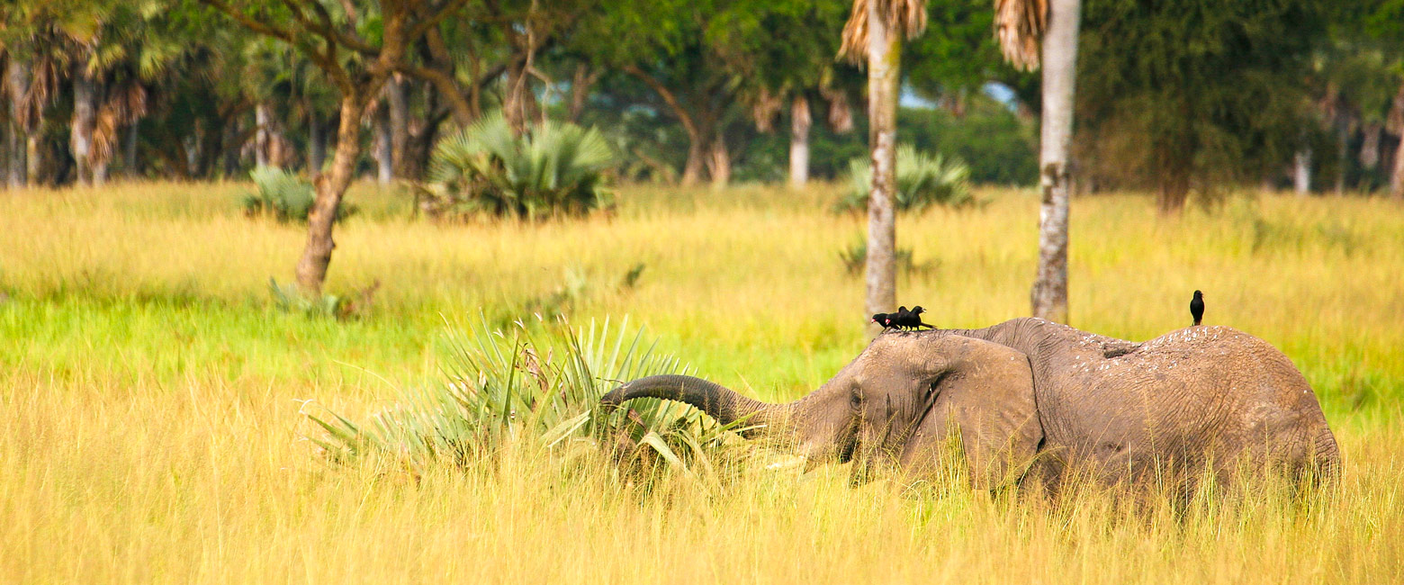 let us know your thoughts about Uganda and we will make sure to deliver the perfect safari