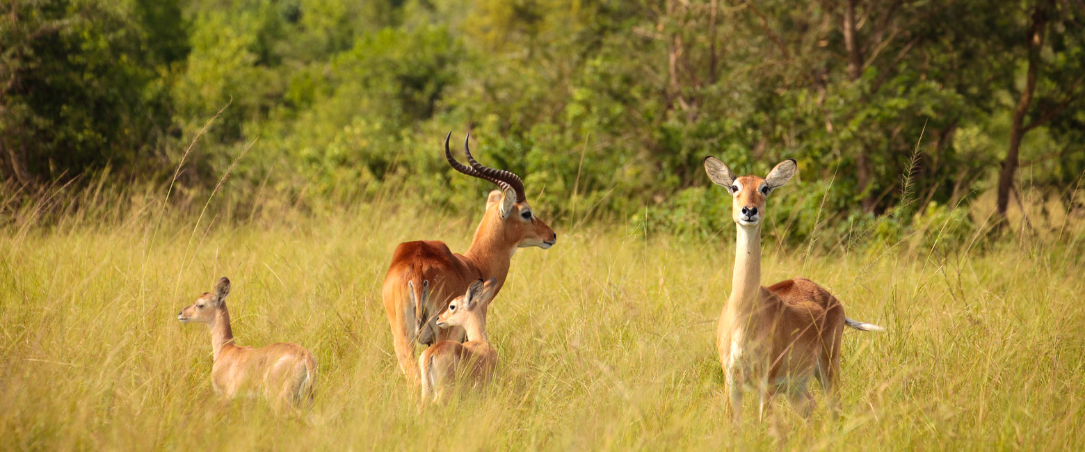 let us know your thoughts about Uganda and we will help you create the perfect safari