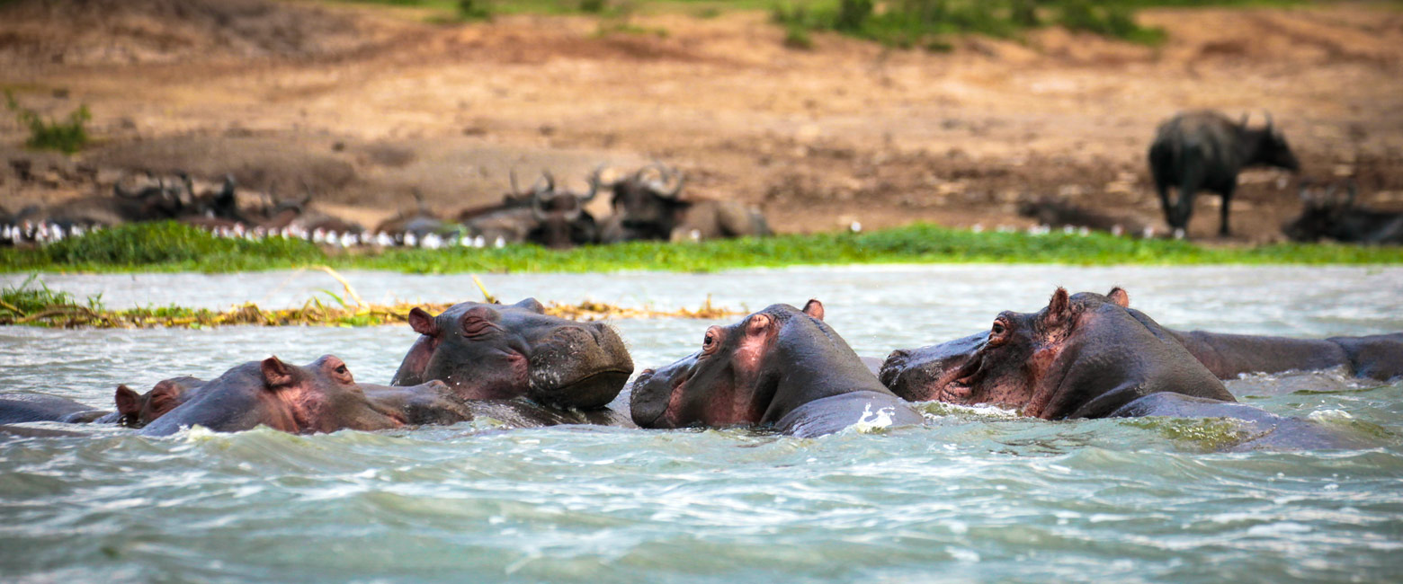 let us know your thoughts about Uganda and we will help you create the perfect safari