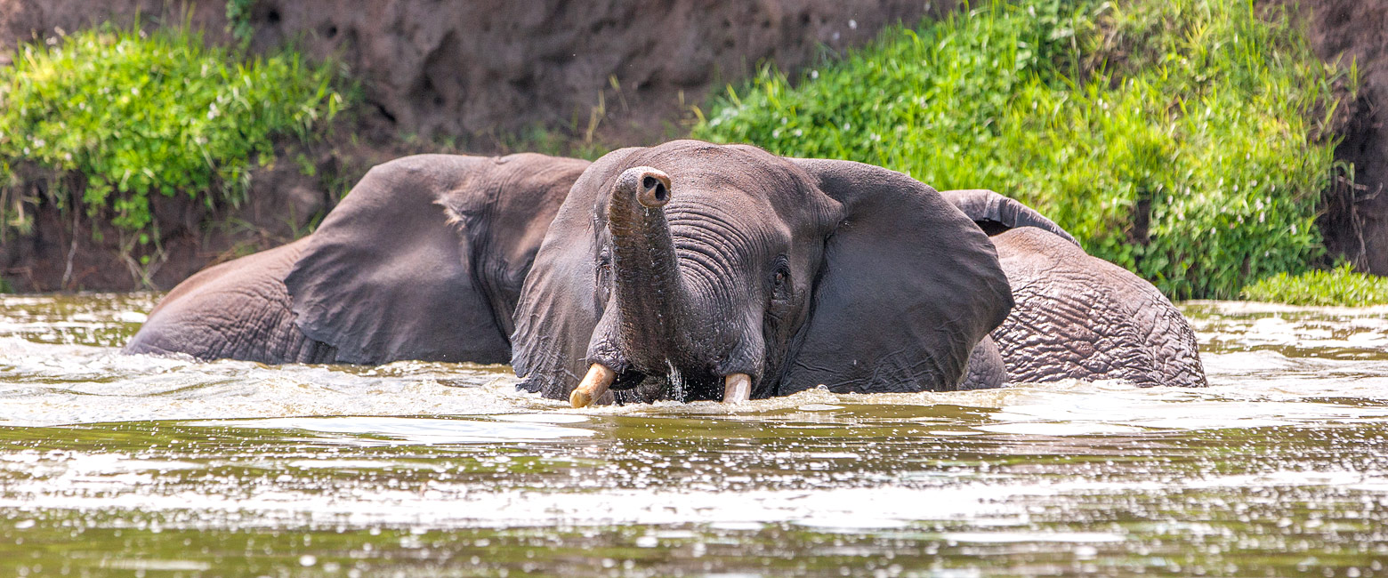 let us know your thoughts about Uganda and we will help you create the perfect safari 
