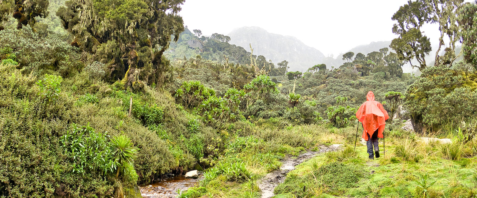 let us know your thoughts about Uganda and we will help you create the perfect safari 