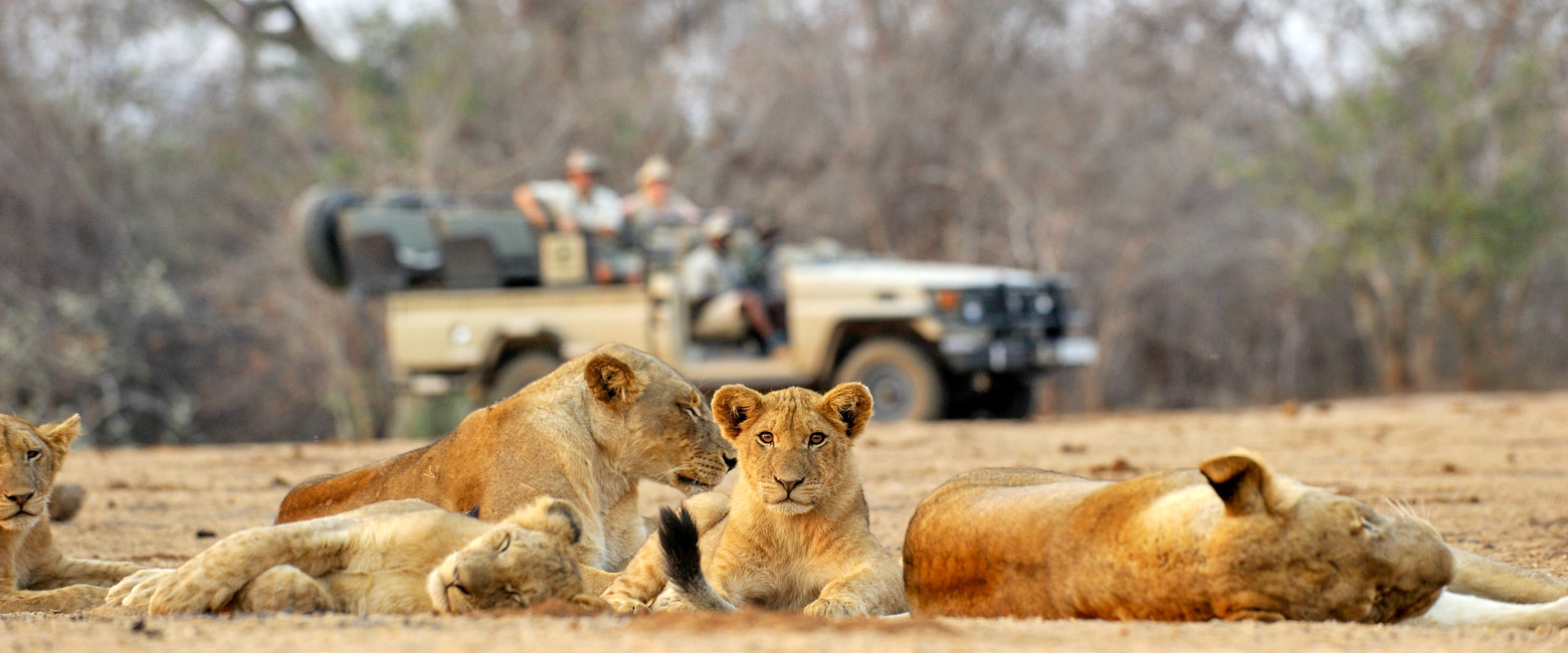 let us know your thoughts about Zambia and we will help you build the perfect safari