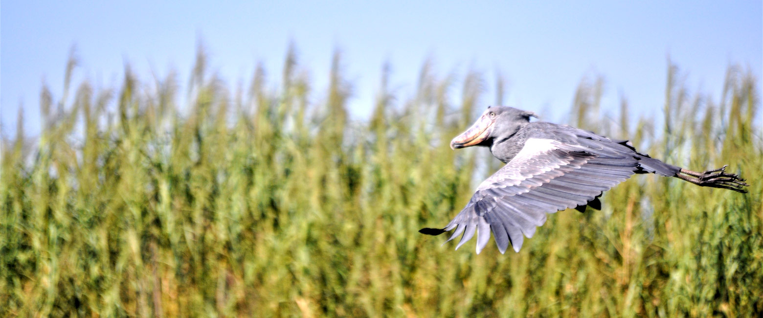 is a remote wilderness in the north of Zambia 