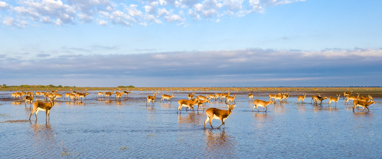 let us know your thoughts about Zambia and we will help you create the perfect safari 