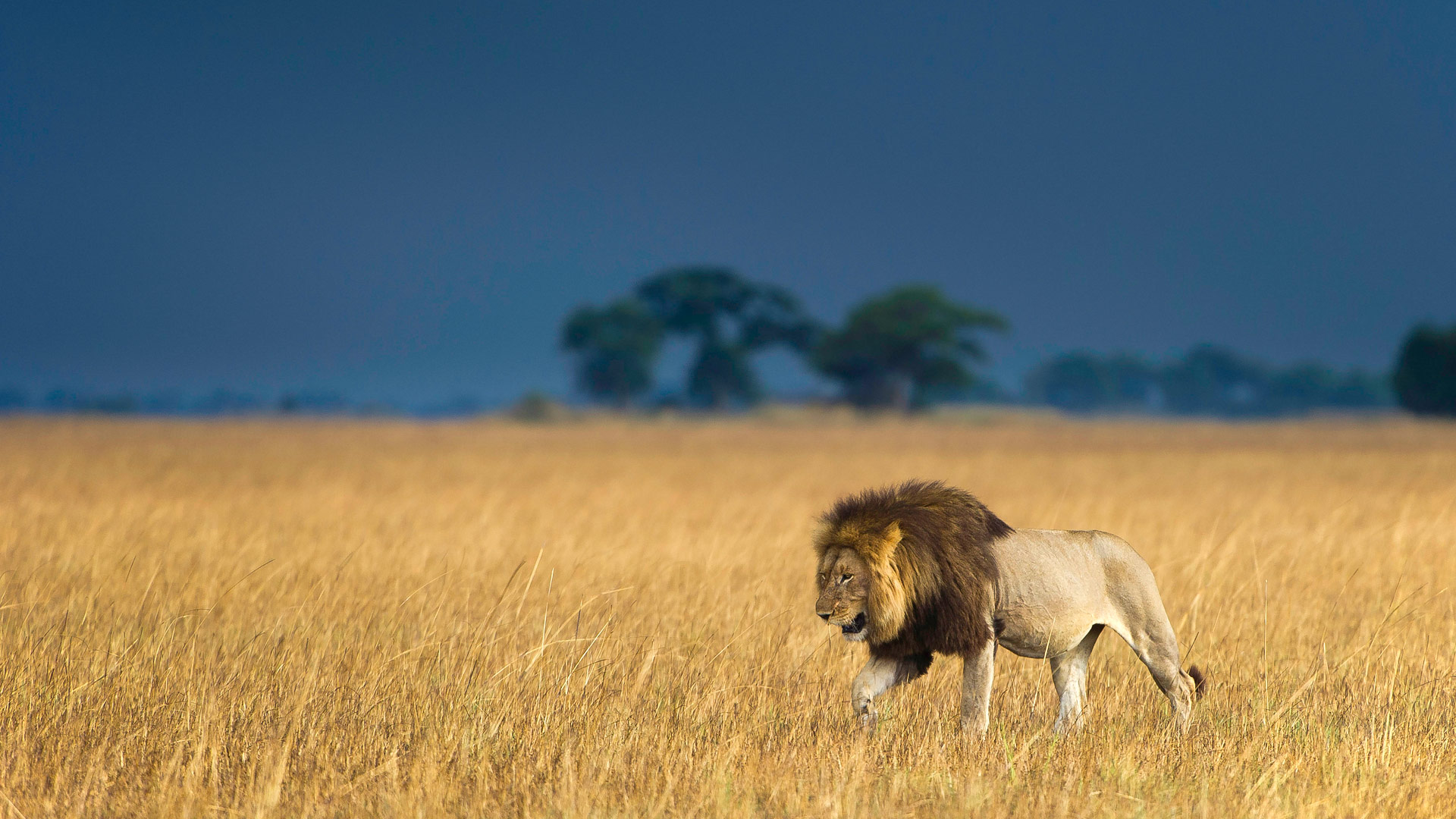 Safari to Kafue