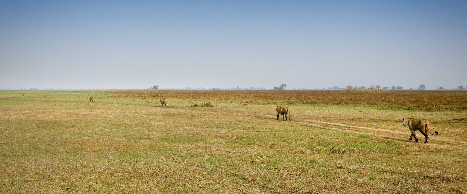 let us know your thoughts about Zambia and we will help you create the perfect safari