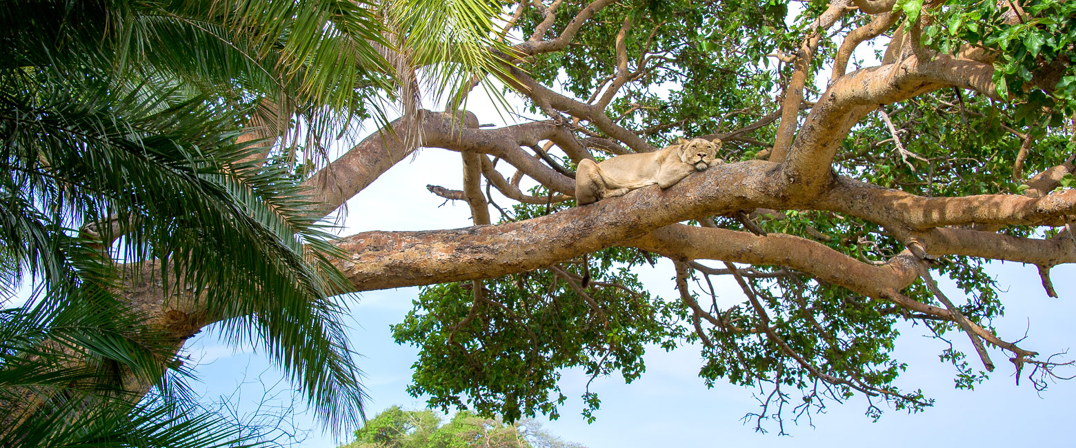 let us know your thoughts about Zambia and we will help you create the perfect safari 