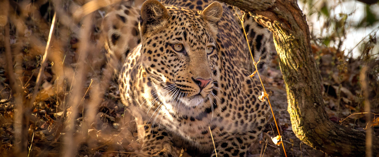 let us know your thoughts about Zambia and we will help you create the perfect safari 