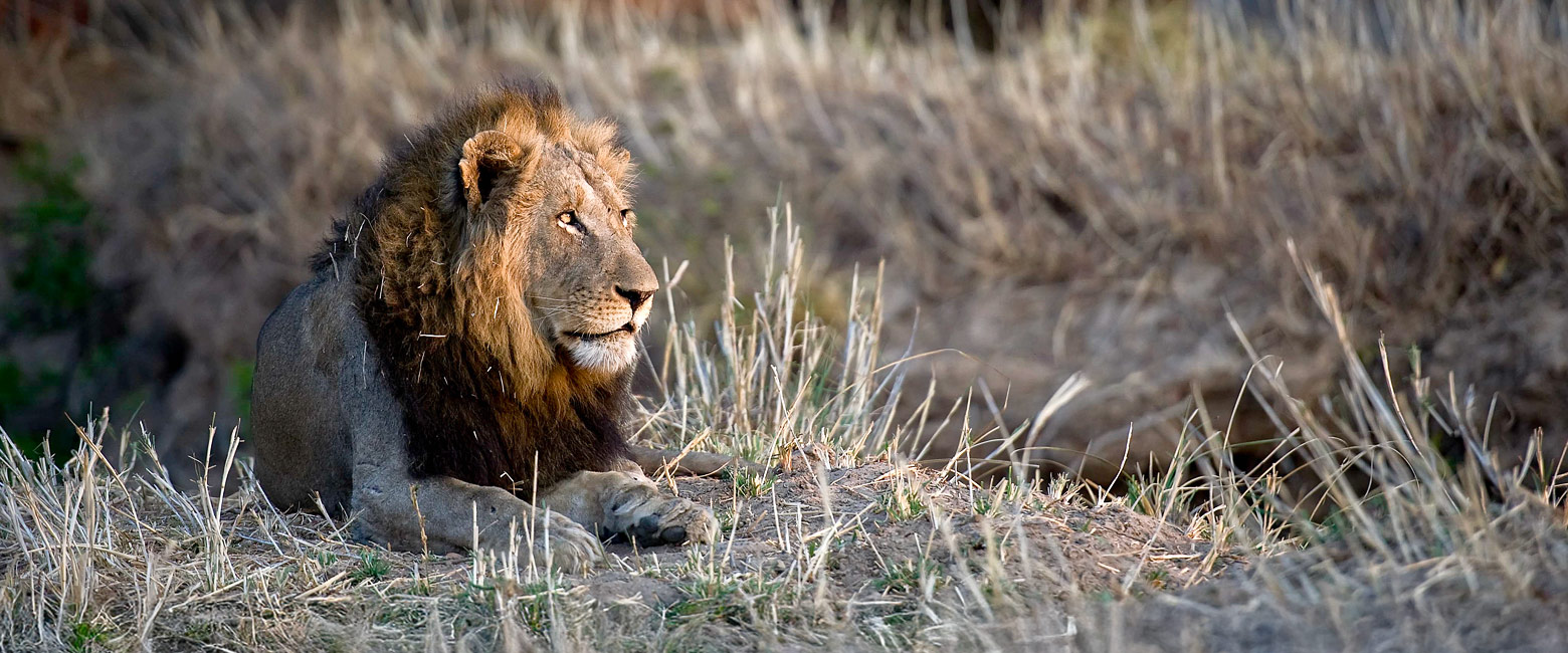 let us know your thoughts about Zambia and we will help you create the perfect safari