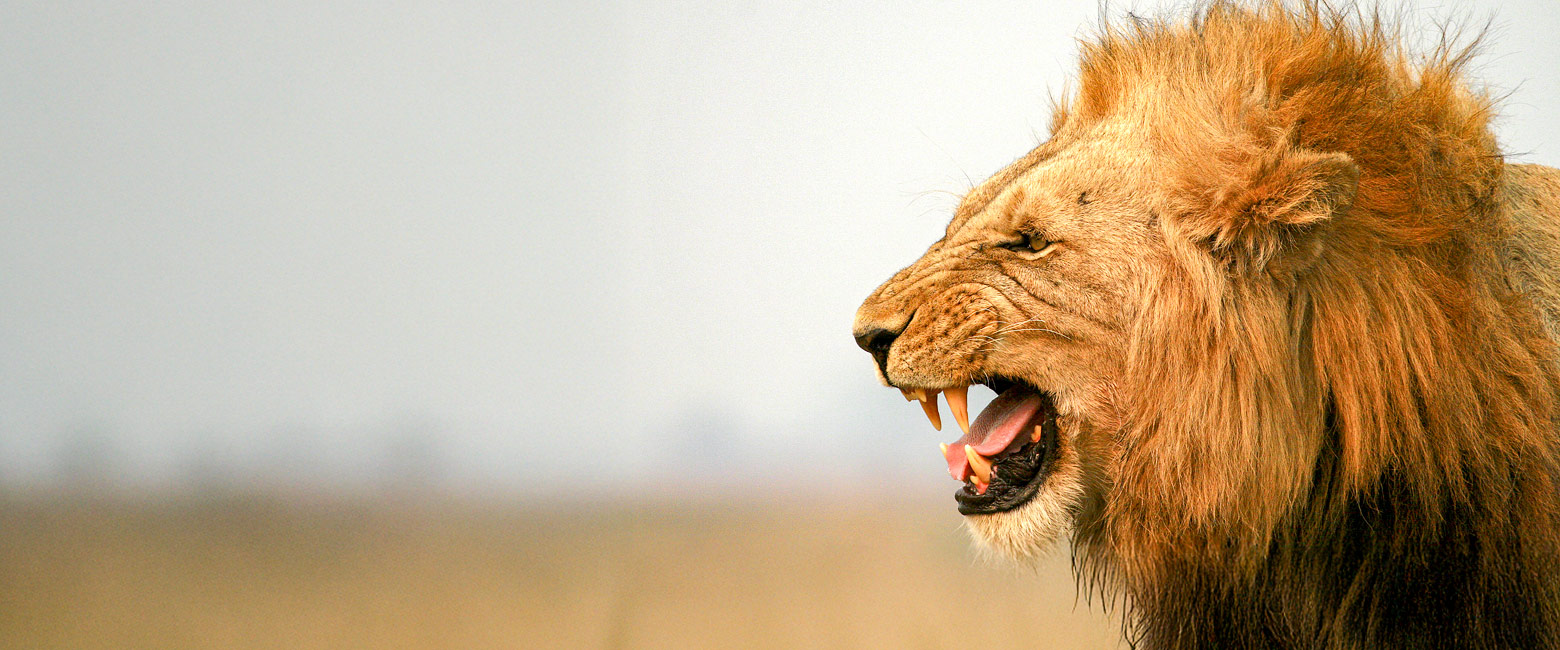 let us know your thoughts about Zambia and we will help you create the perfect safari