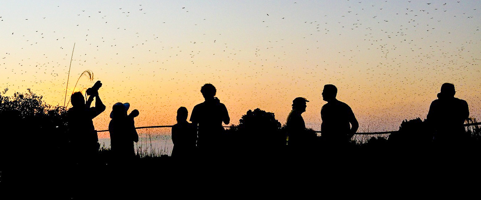 is famous for its enormous bat migrations 