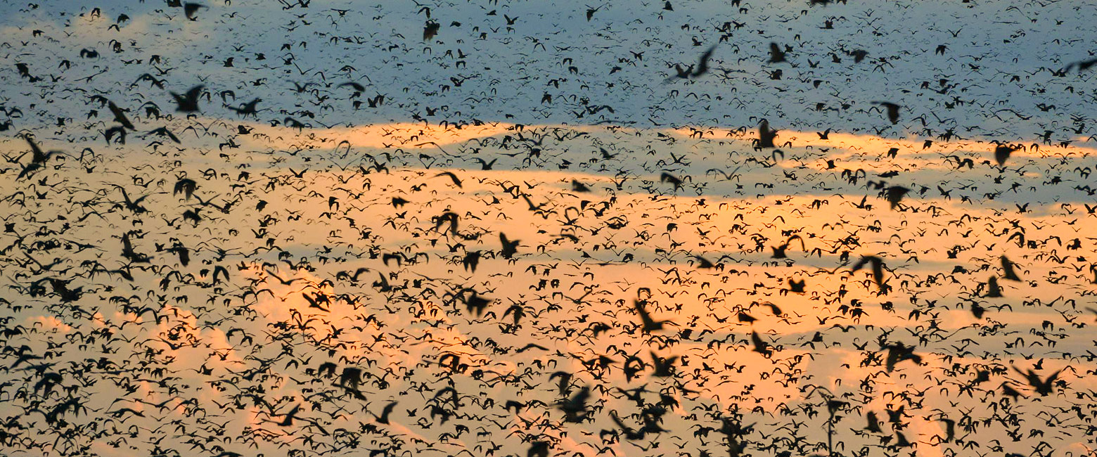 let us know your thoughts about Zambia and we will help you create the perfect safari 