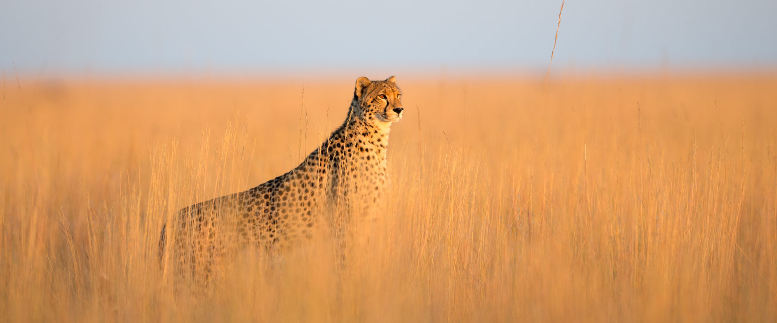 let us know your thoughts about Zambia and we will help you create the perfect safari