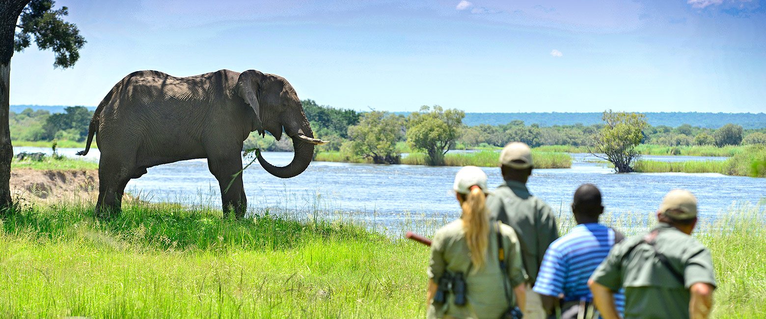 let us know your thoughts about Zambia and we will help you create the perfect safari