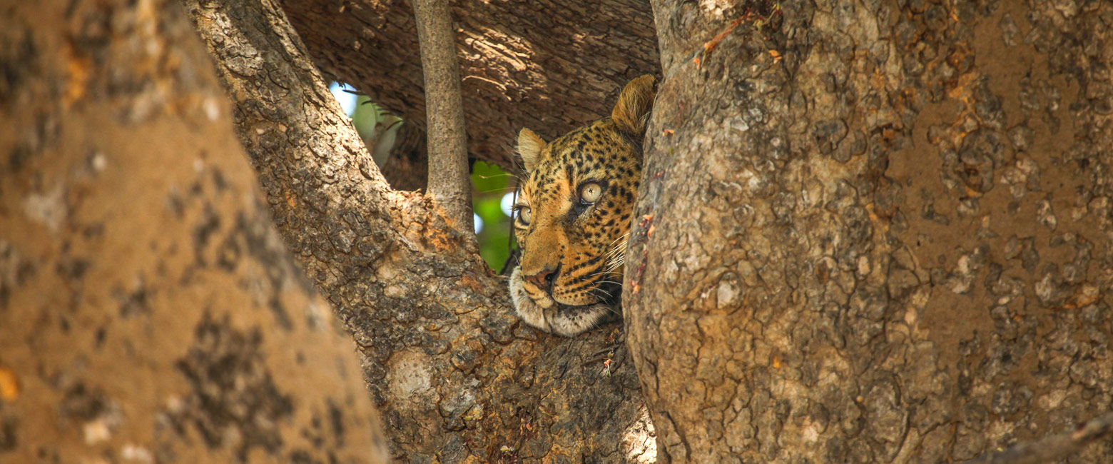 let us know your thoughts about Zambia and we will help you create the perfect safari