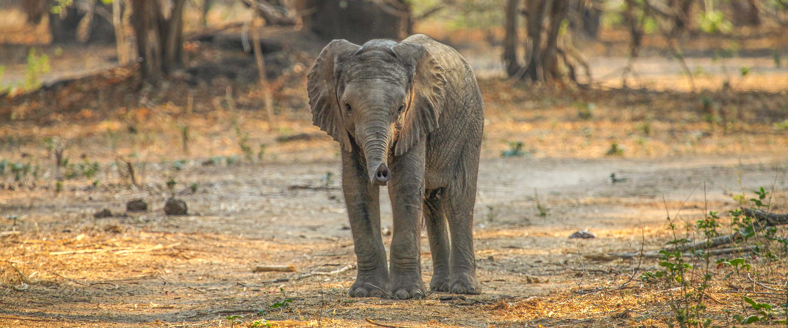 let us know your thoughts about Zambia and we will help you create the perfect safari