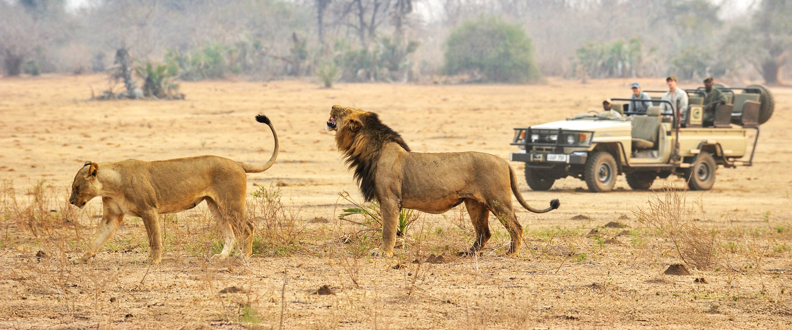 let us know your thoughts about Zambia and we will help you create the perfect safari