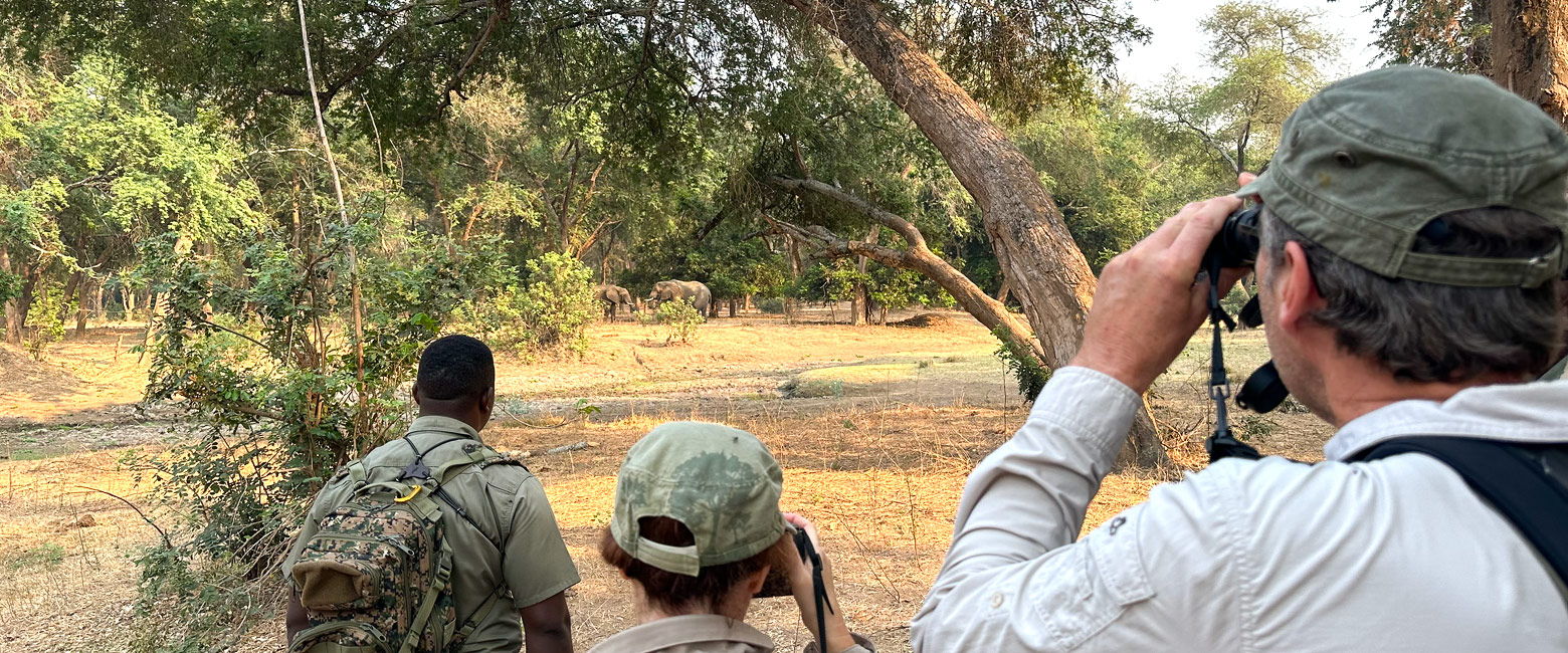 let us know your thoughts about Zambia and we will help you create the perfect safari