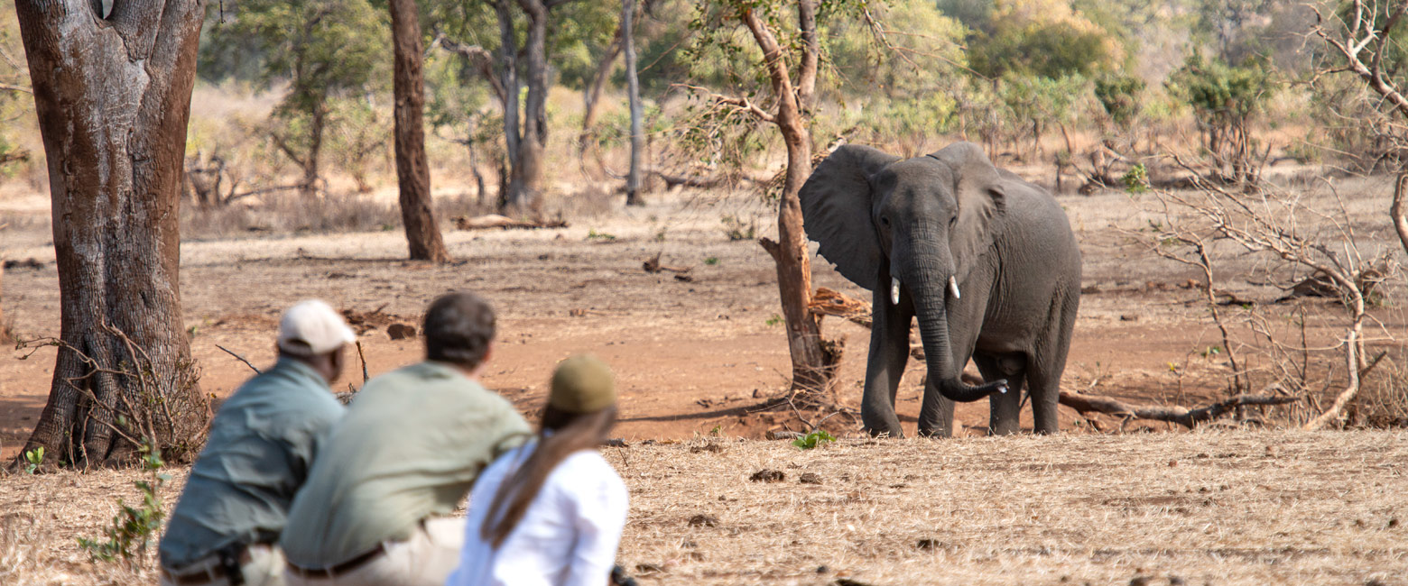 let us know your thoughts about Zambia and we will help you create the perfect safari