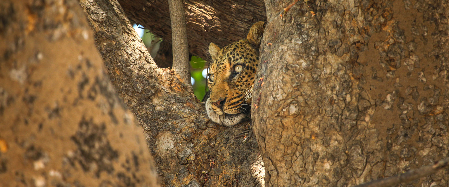 let us know your thoughts about Zambia and we will help you create the perfect safari